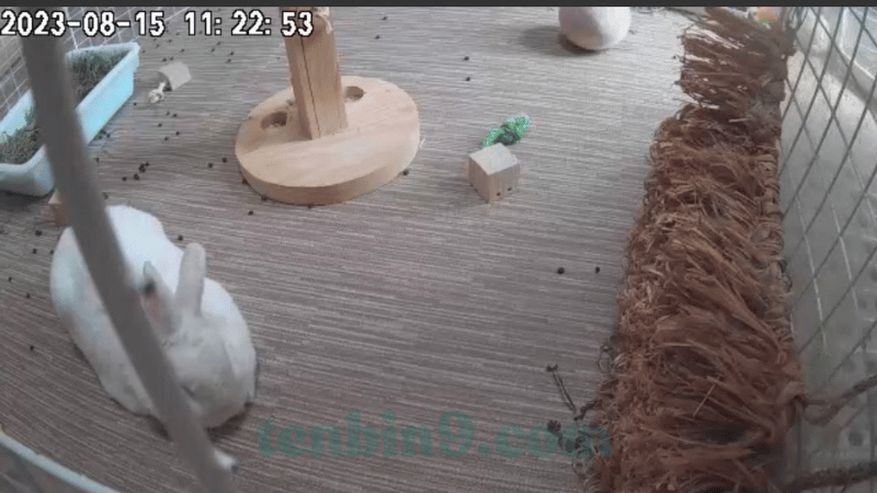 usagi-petcamera
