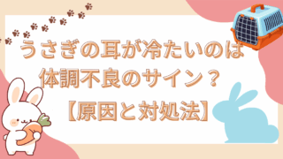 うさぎの耳が冷たい